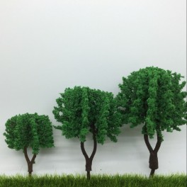 Acacia 10cm Acacia 10cm
